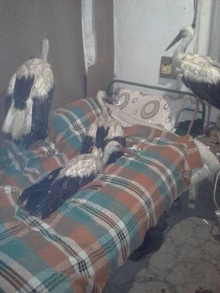 Продължава спасяването на измръзващи щъркели в североизточна България